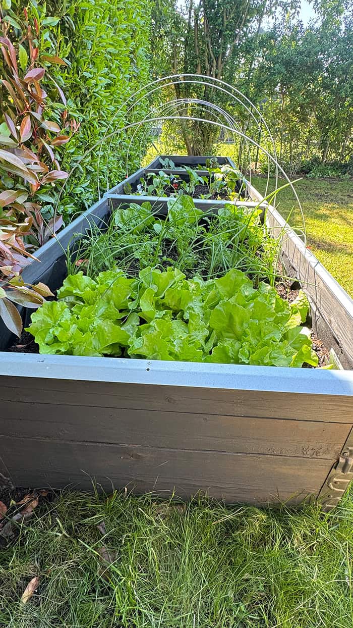 Hochbeet selber bauen mit Upyard: In 5 einfachen Schritten wchst dein  eigener Gemsegarten