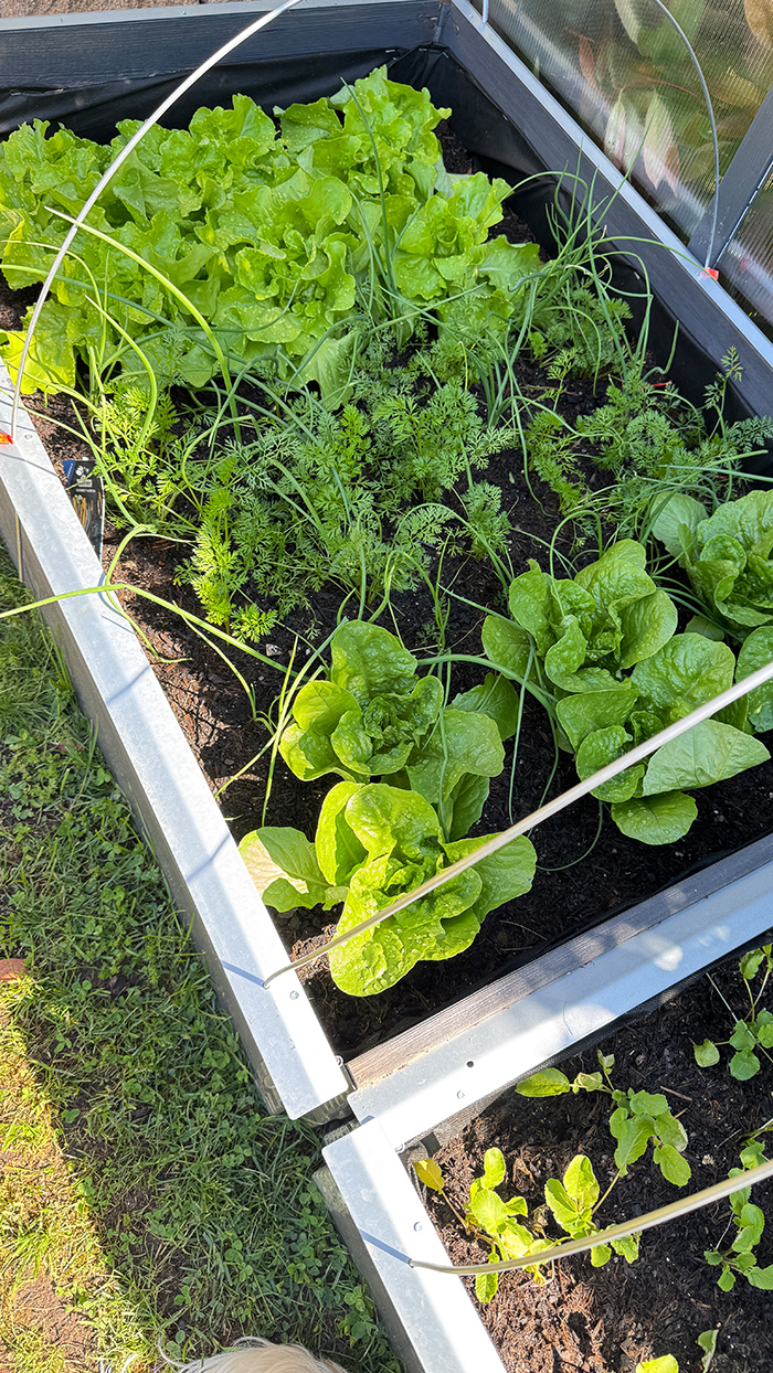 Hochbeet selber bauen mit Upyard: In 5 einfachen Schritten wächst dein eigener Gemüsegarten