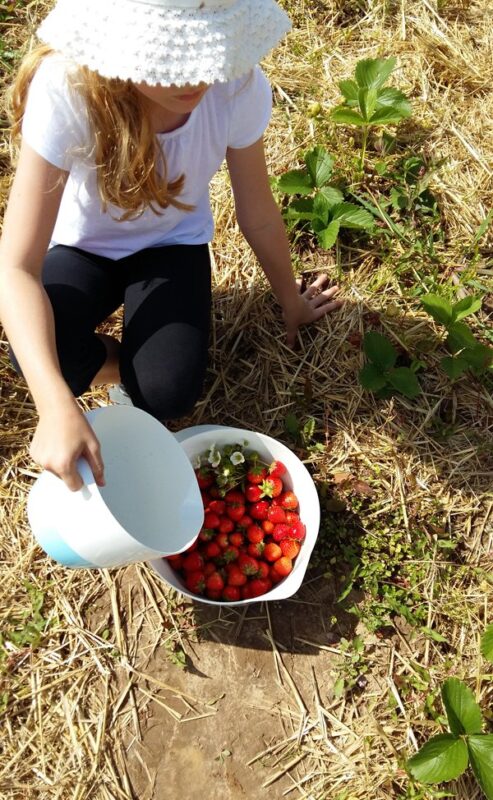 American Cheesecake mit Erdbeeren ohne Backen American Cheesecake mit Erdbeeren ohne Backen