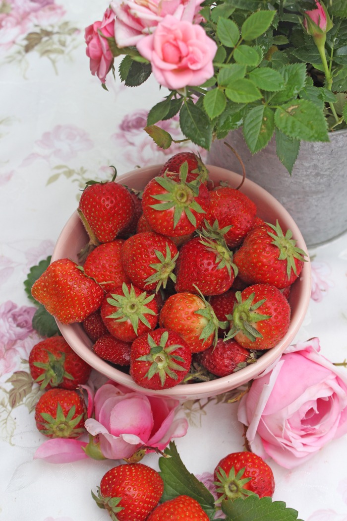 Erdbeeren