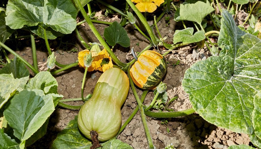 Gesund durch den Winter: 5 Ernährungstipps für die kalte Jahreszeit 2